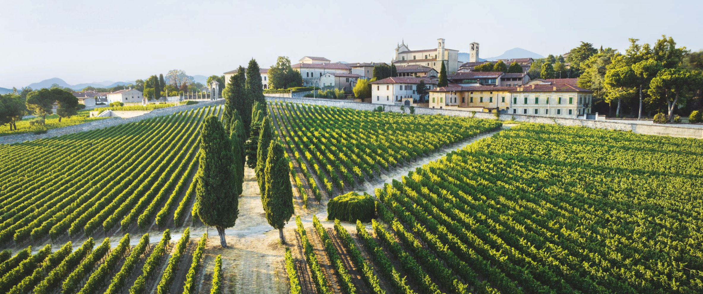 Sommelier di spalle davanti a scaffali di bottiglie di vino